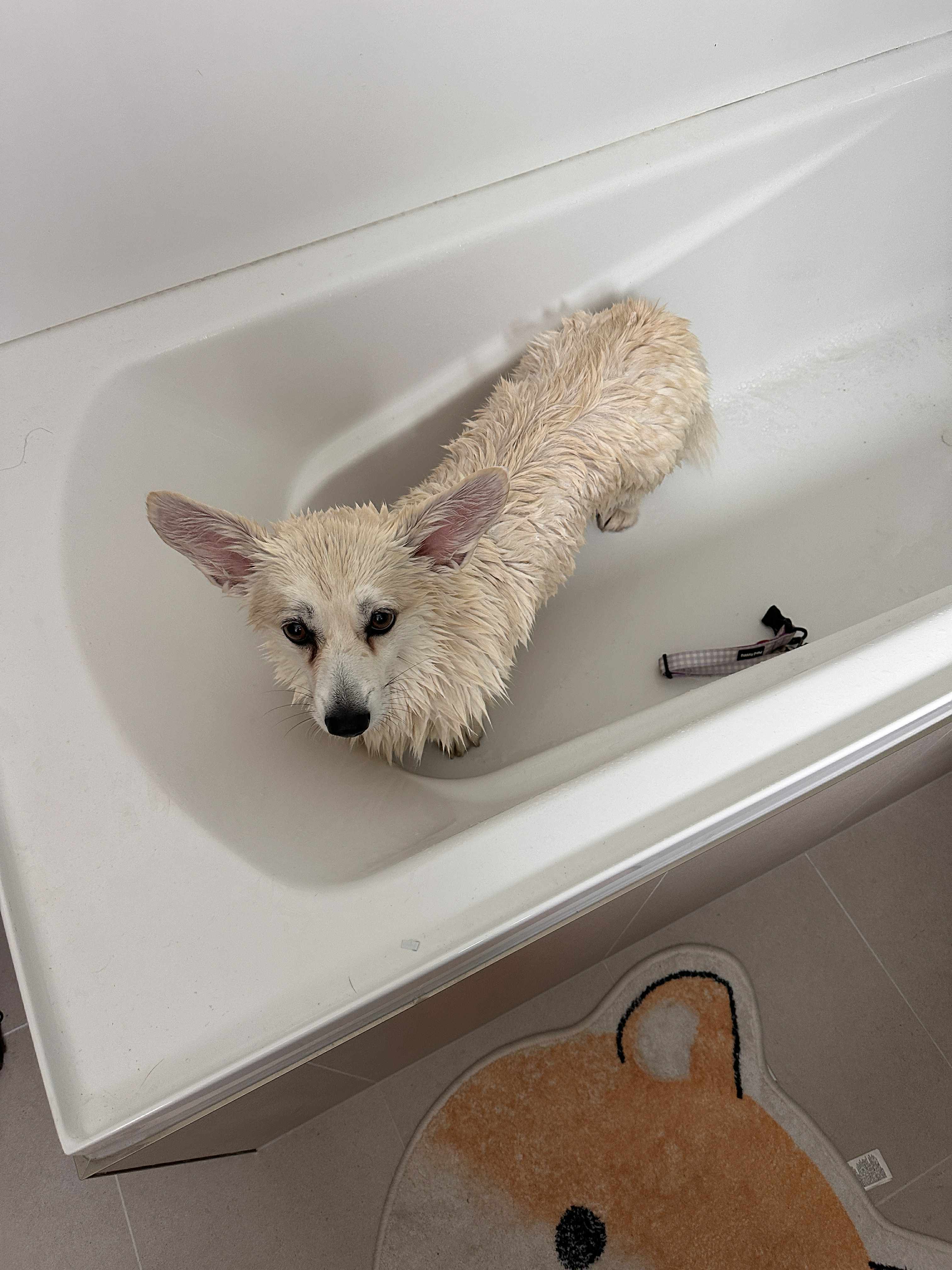 Petal’s Spa Day: My Dog’s Bath Time Routine (and All the Products I Swear By)