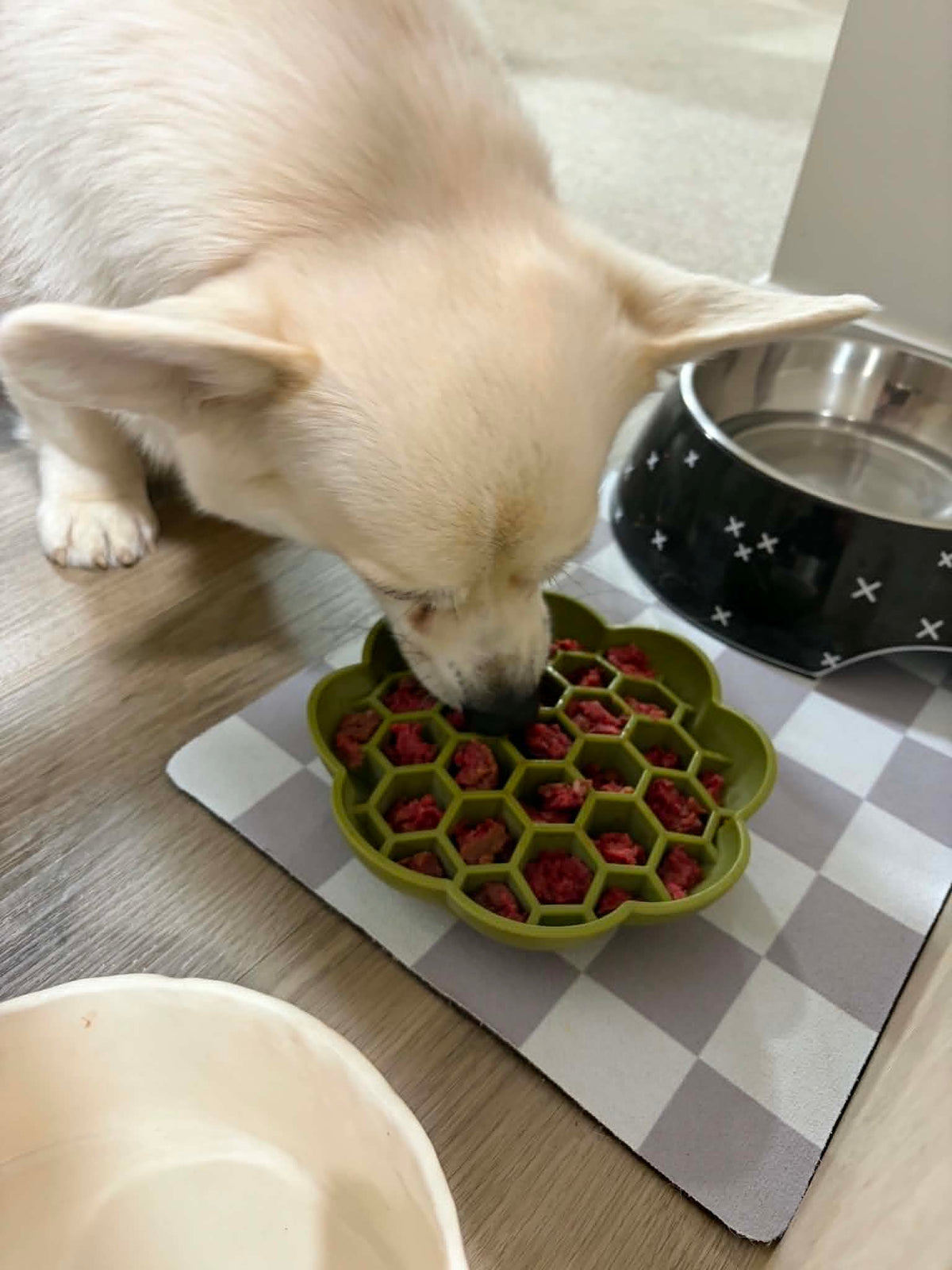 Raw Feeding Realities: What It’s Actually Like to Feed Your Dog Raw