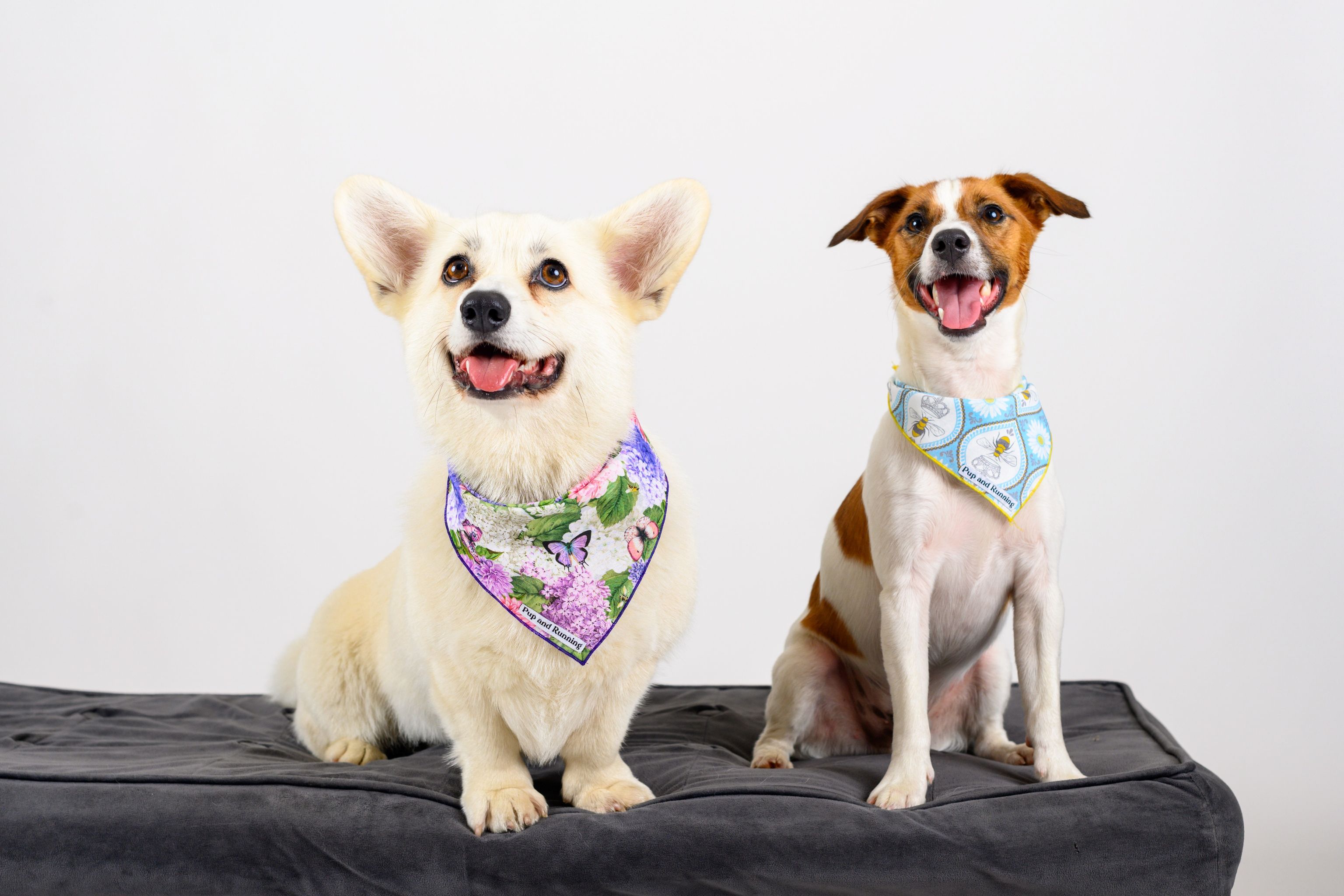 What Your Dog’s Style Says About You