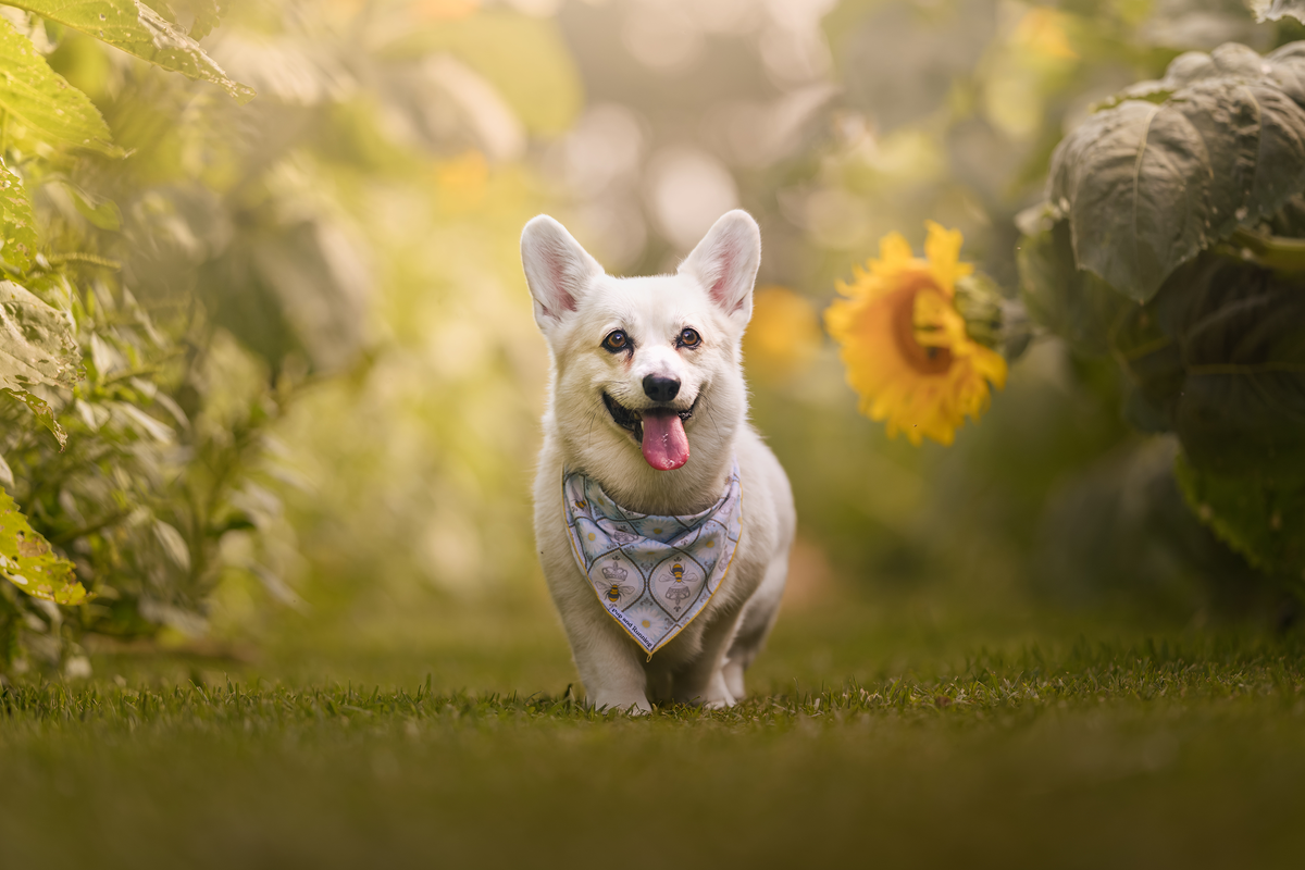 The Sniff Walk Revolution: Why Slower Walks Make Happier Dogs