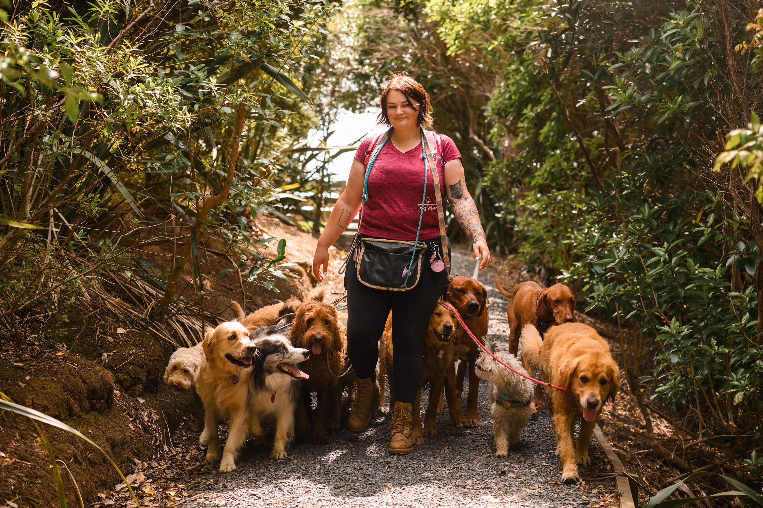 Dog Daycare or Dog Walker?