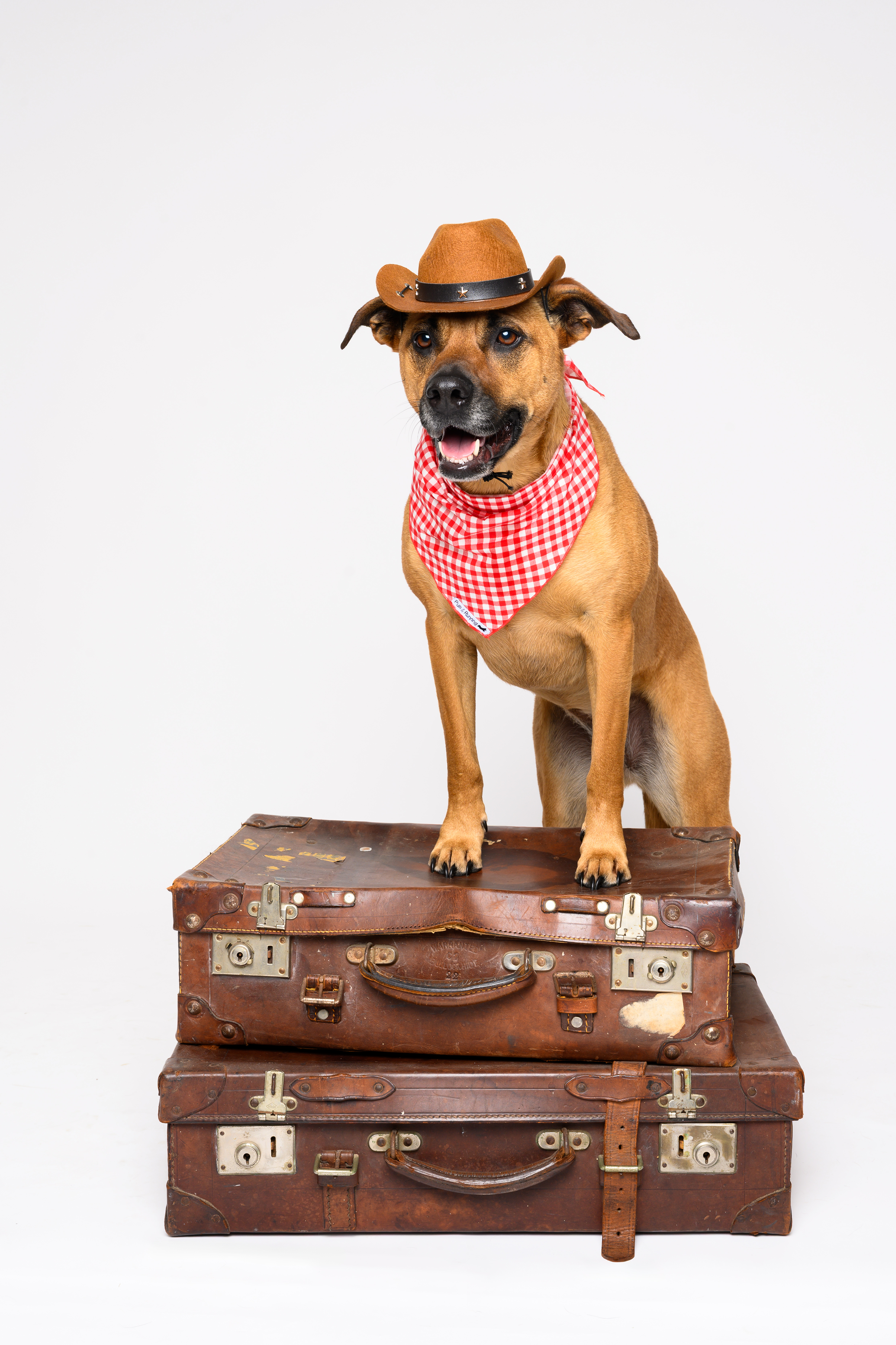 New Zealand’s Dog Fashion Trends for 2026