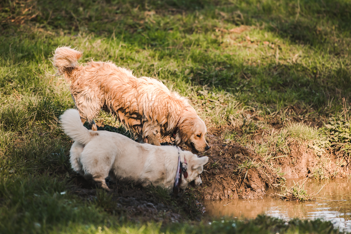 The Polite Hello: Helping Dogs Meet Without the Awkwardness