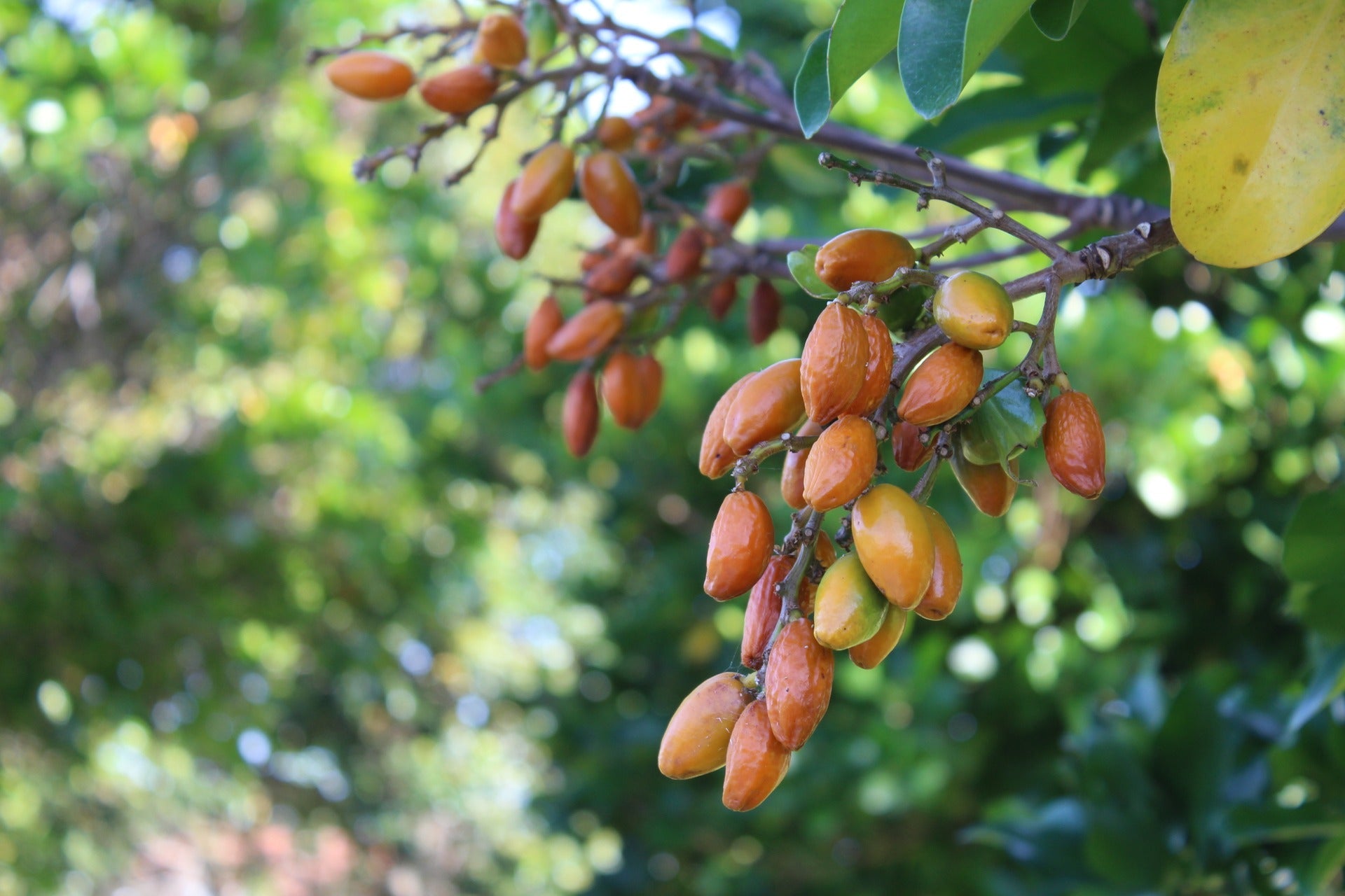 Karaka Berry Season: Beautiful for Birds, Dangerous for Dogs