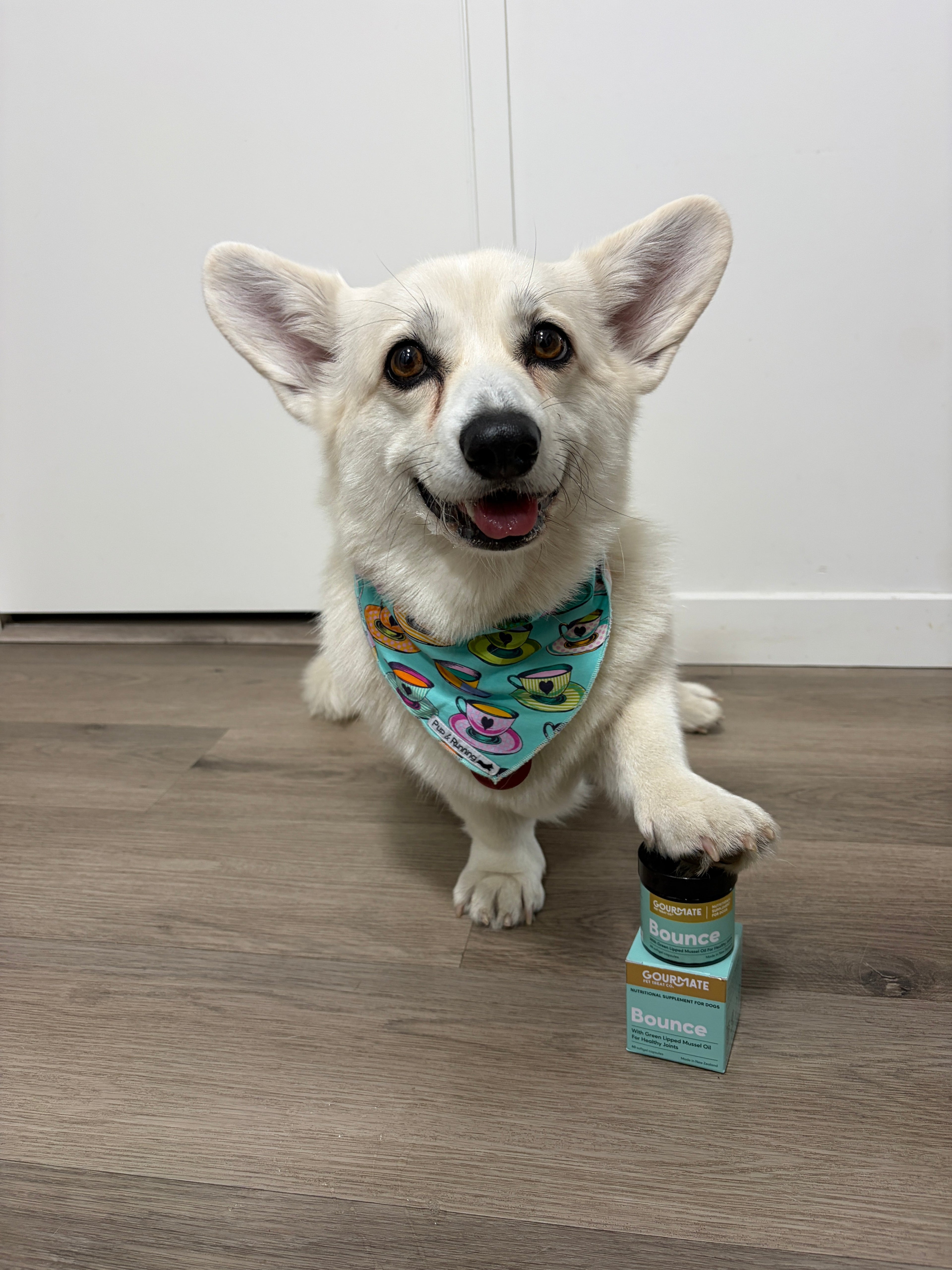 My Favourite Dog Treats