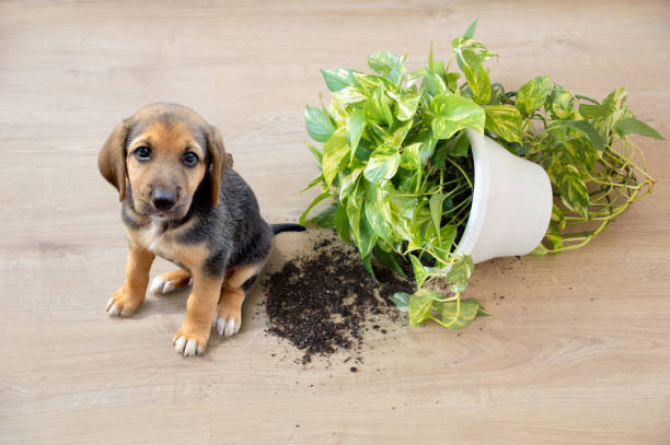 Plants and Dogs… Is It Safe?