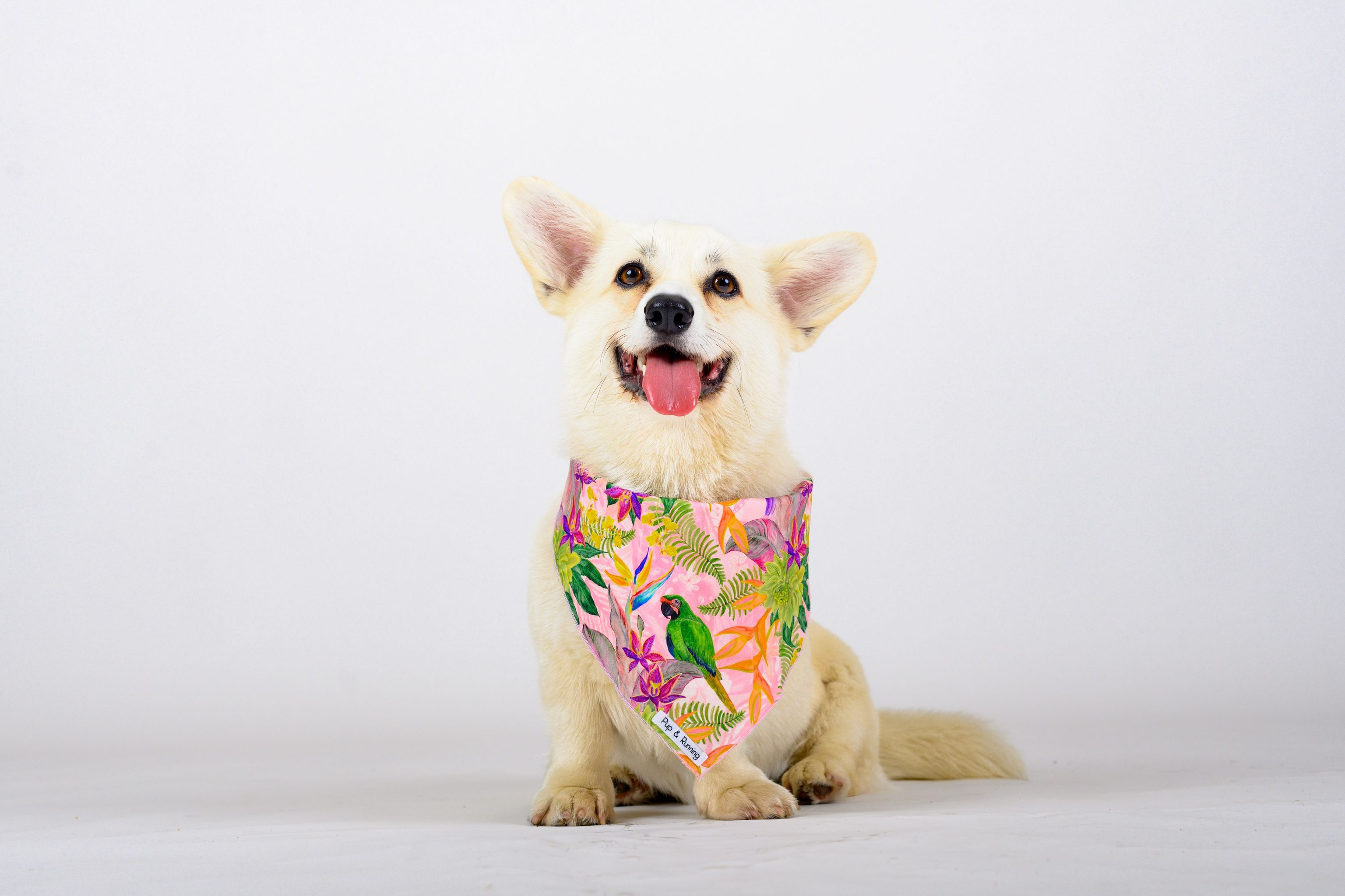 Dog Bandana