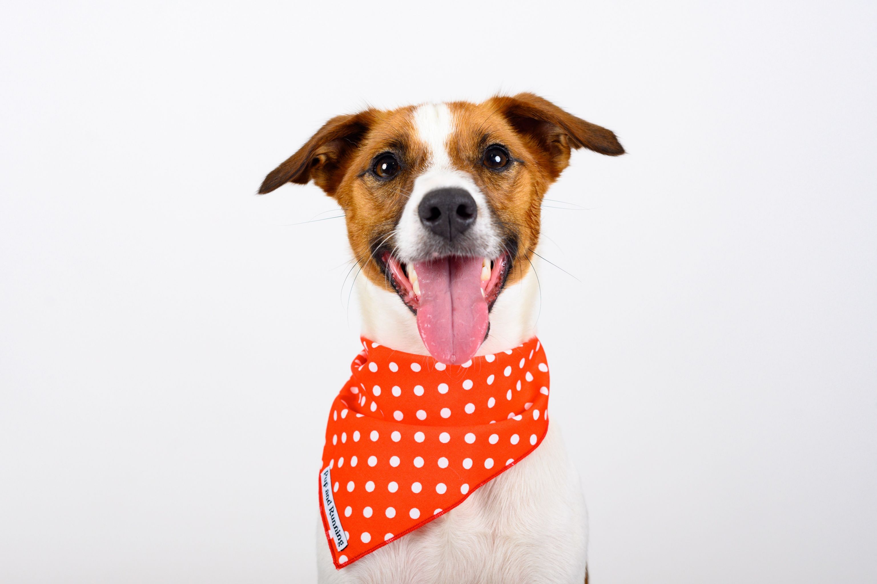 Red Polka Dots bandana