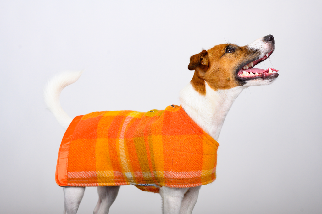 Wool Dog Coat