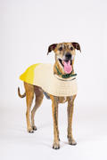 Wool Dog Coat