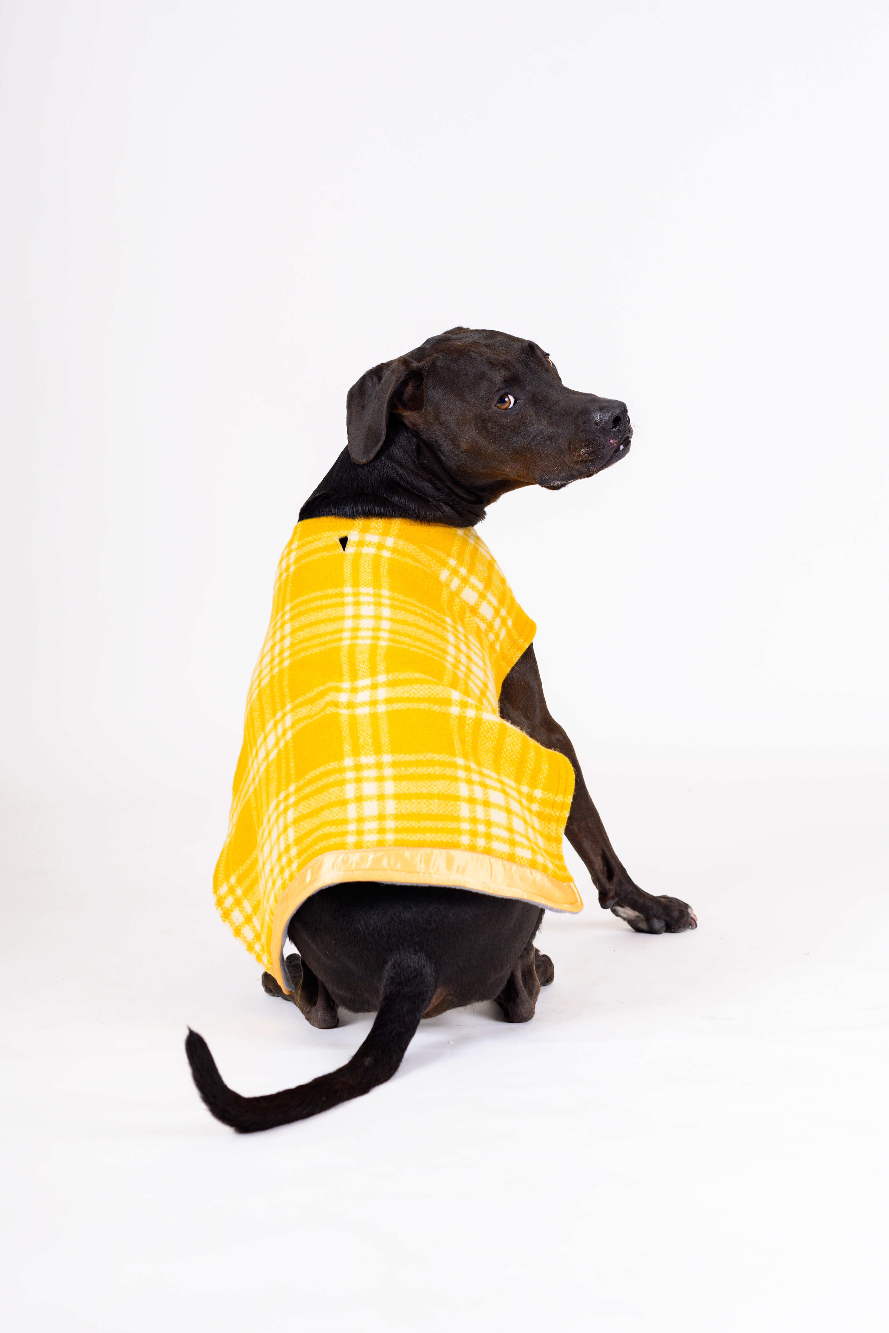 Wool Dog Coat