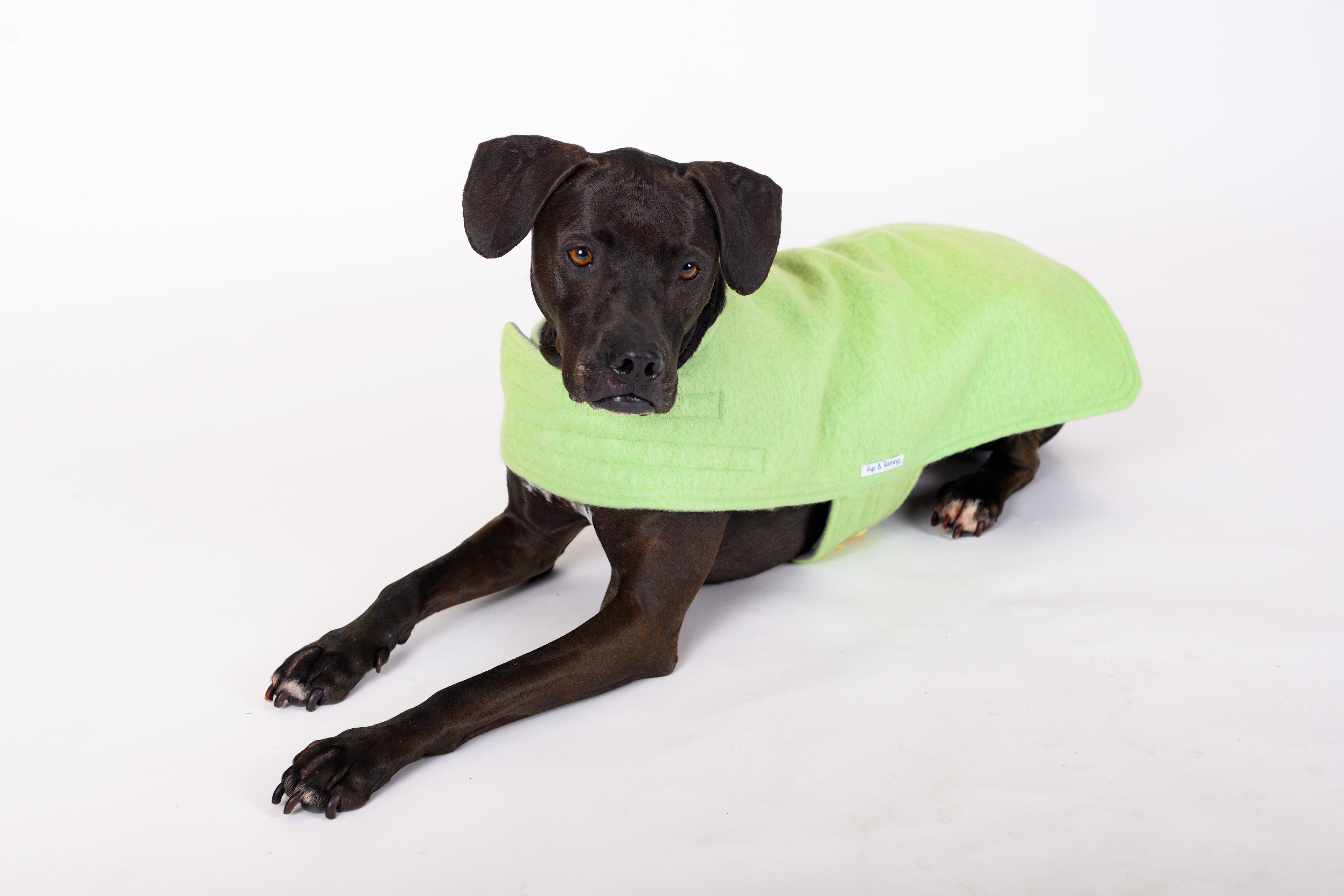 Wool Dog Coat