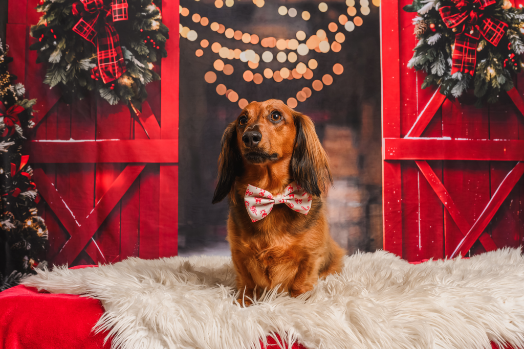Candy Cane Lane Bows