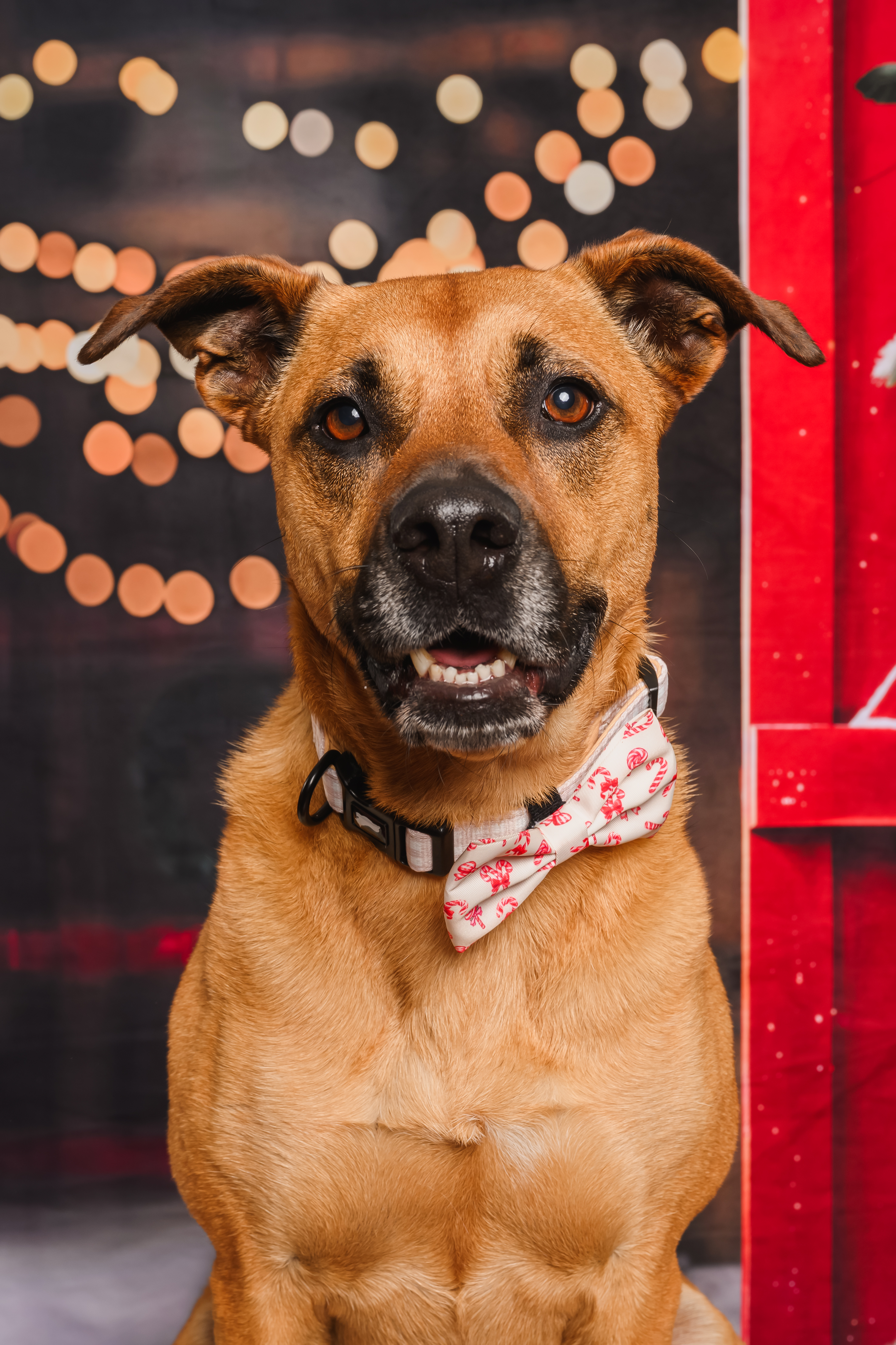 Candy Cane Lane Bows