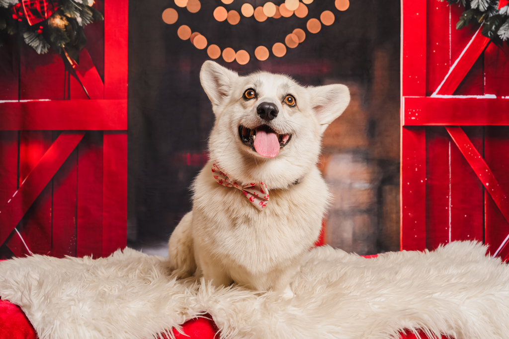 Candy Cane Lane Bows