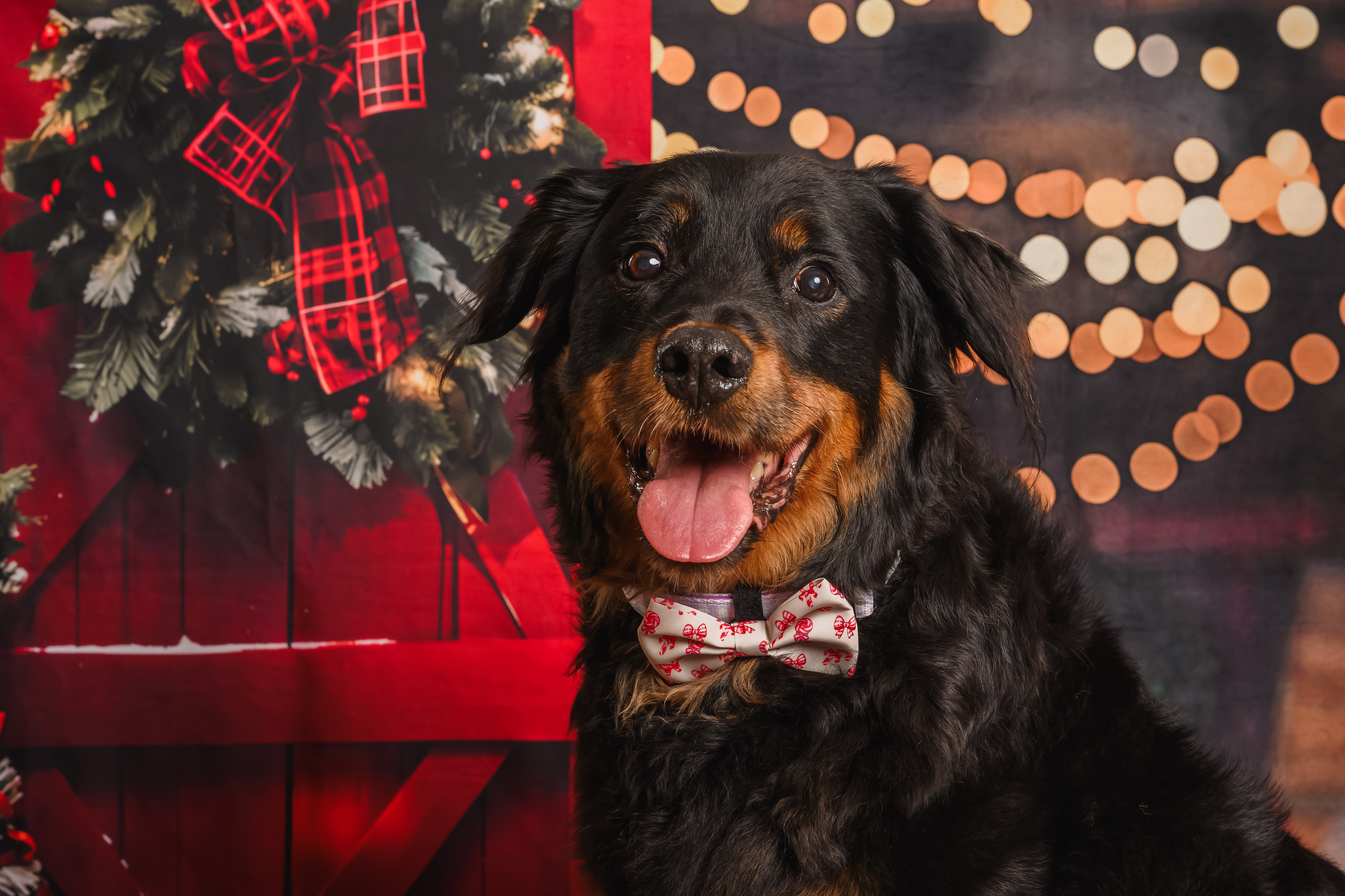 Candy Cane Lane Bows