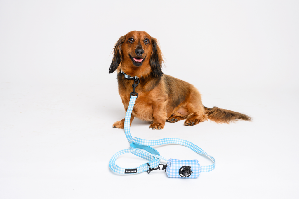 Blue Gingham Dog Walking Set