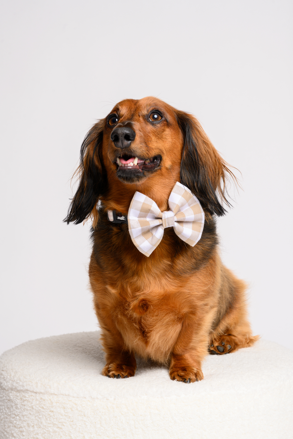 Bow in Beige Gingham