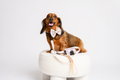 Beige Gingham Dog Walking Set