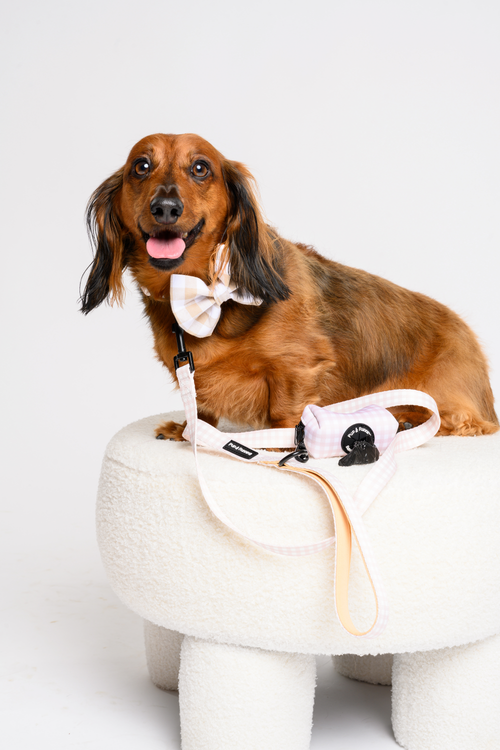 Beige Gingham Dog Walking Set