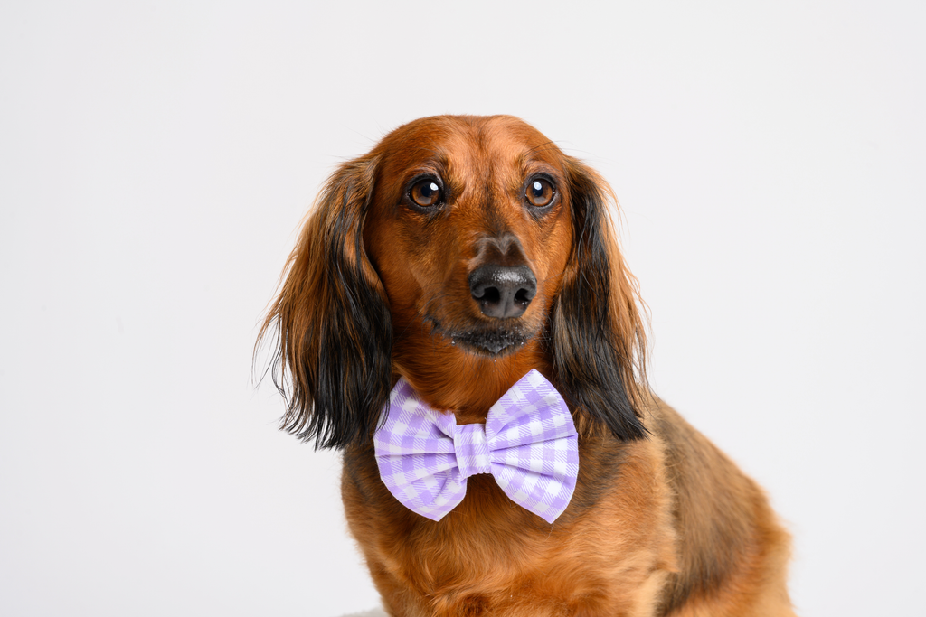 Match My Dog Set in Purple Gingham