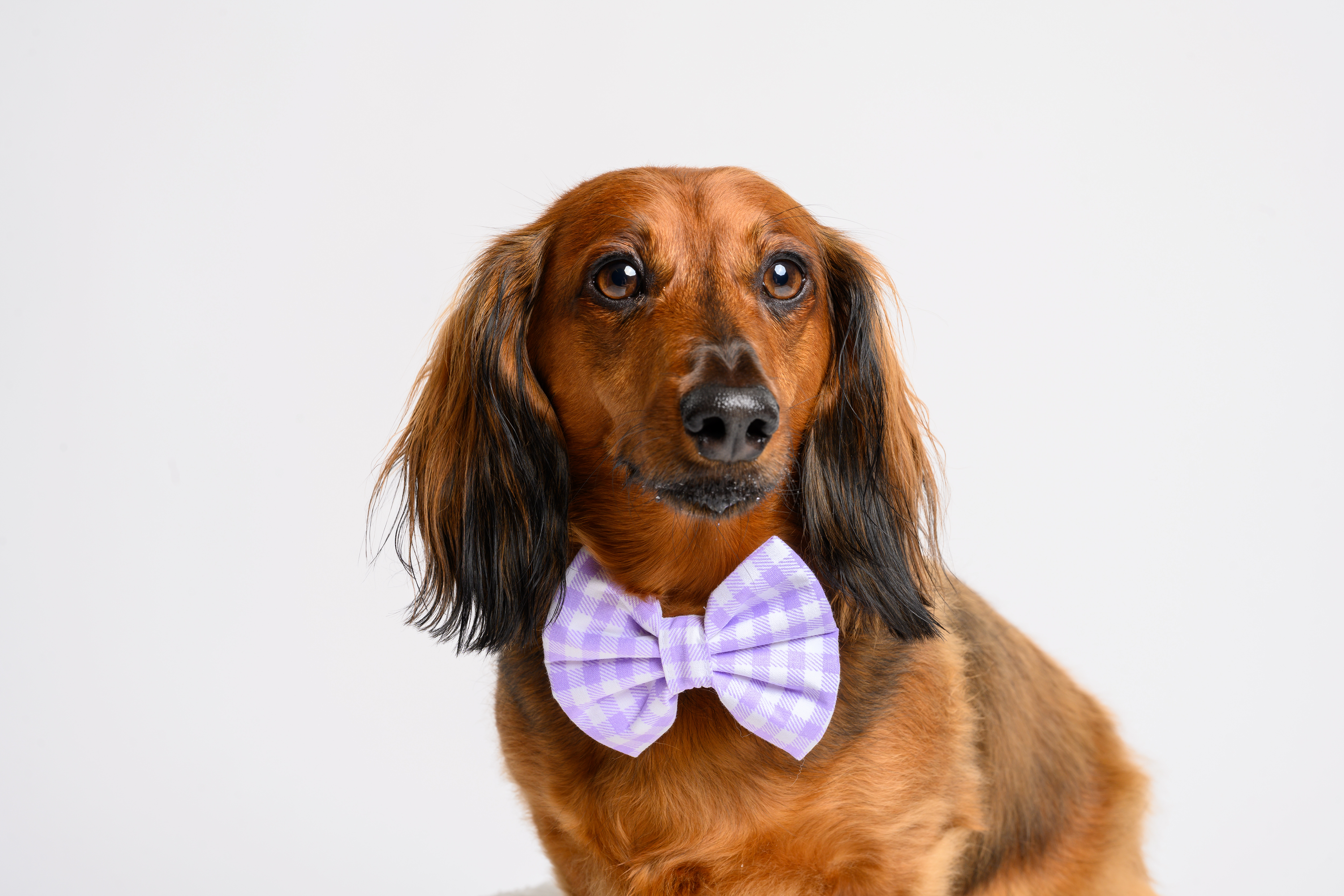 Match My Dog Set in Purple Gingham