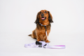 Purple Gingham Dog Walking Set