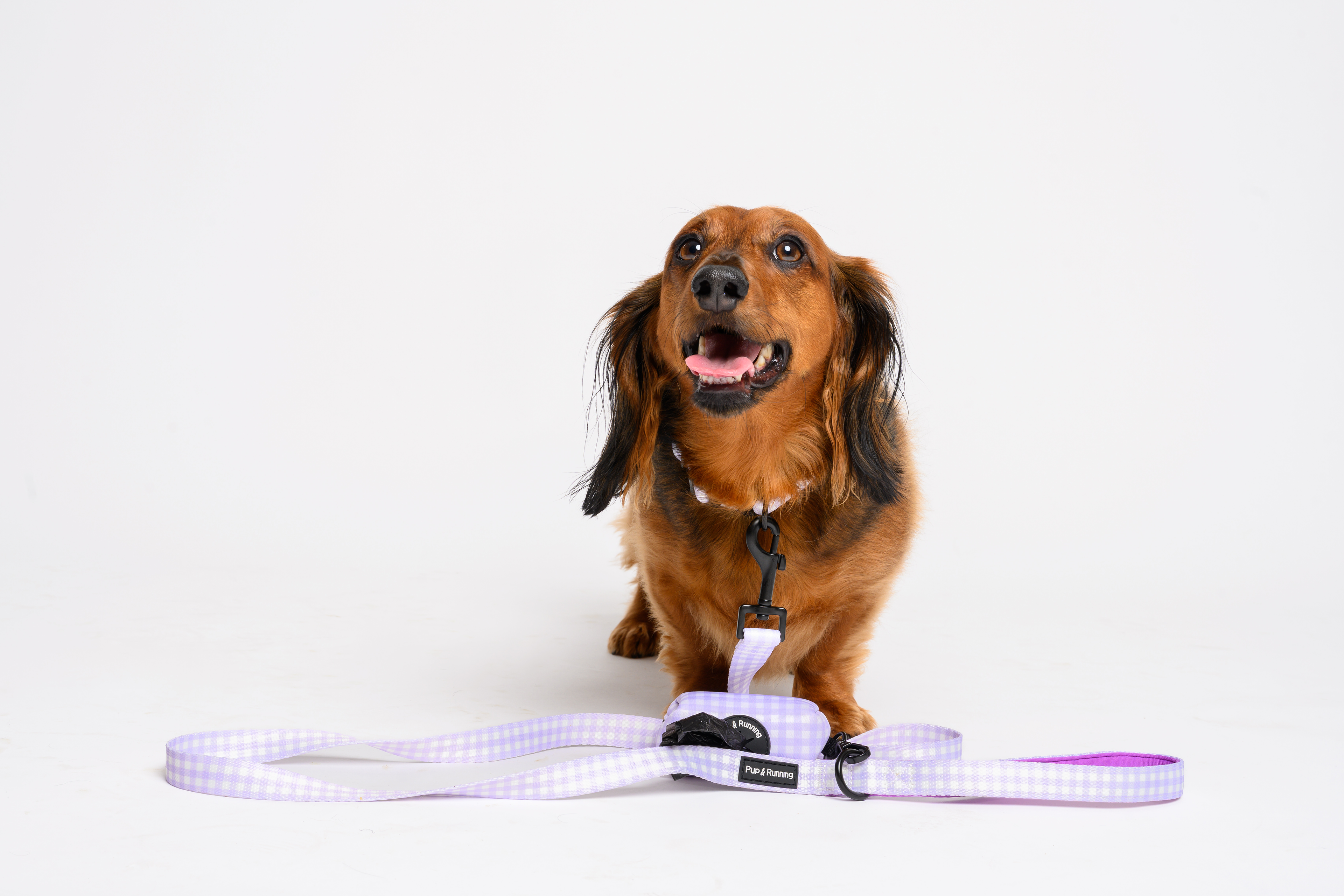 Purple Gingham Dog Walking Set