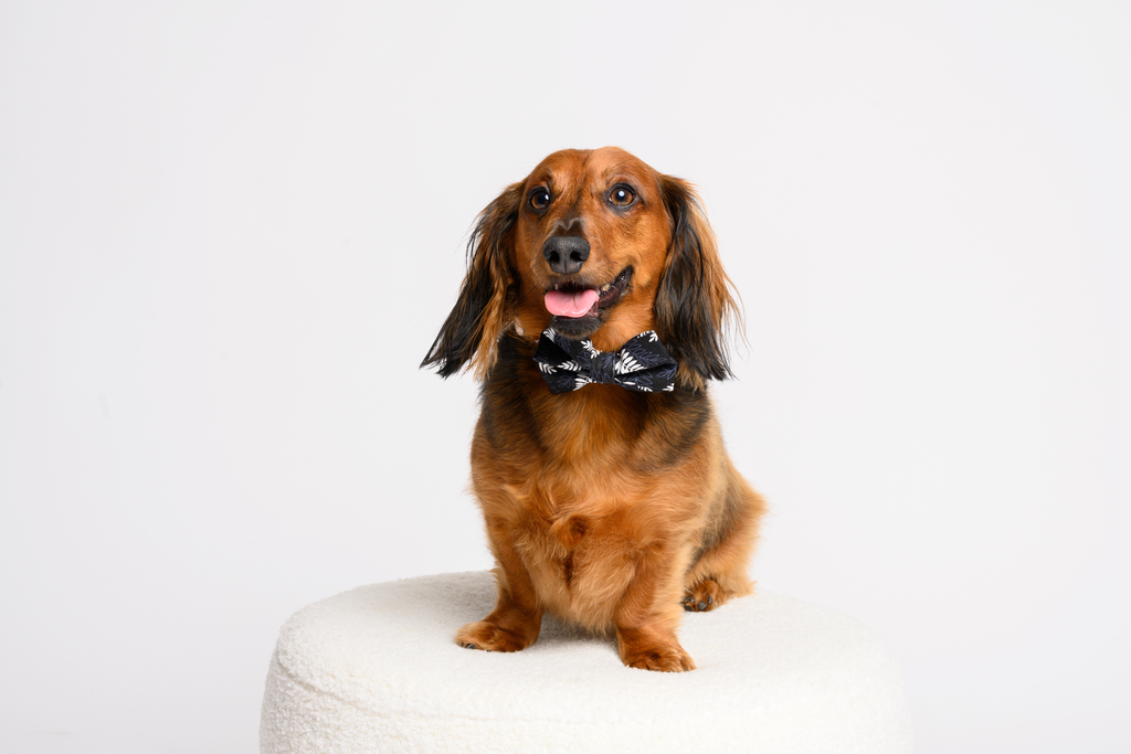 The Game Day Fern Bow