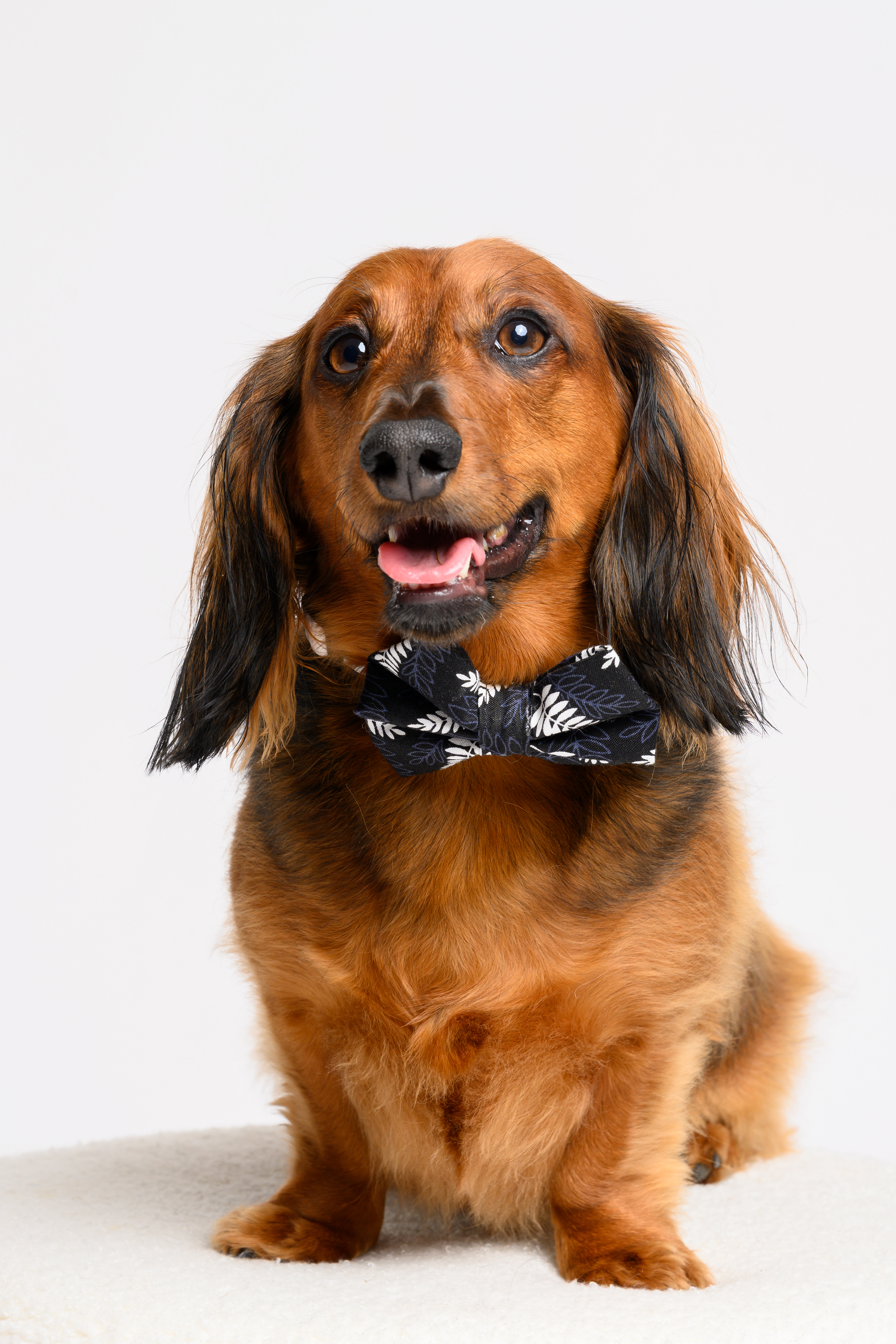 The Game Day Fern Bow