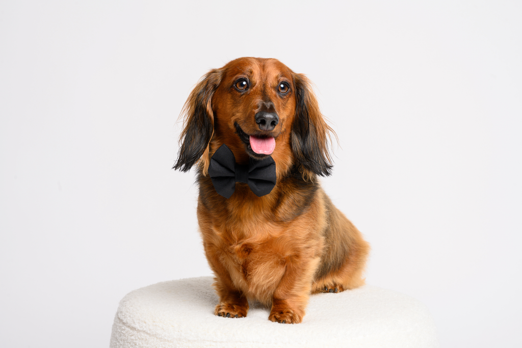 The Classic Black Bow