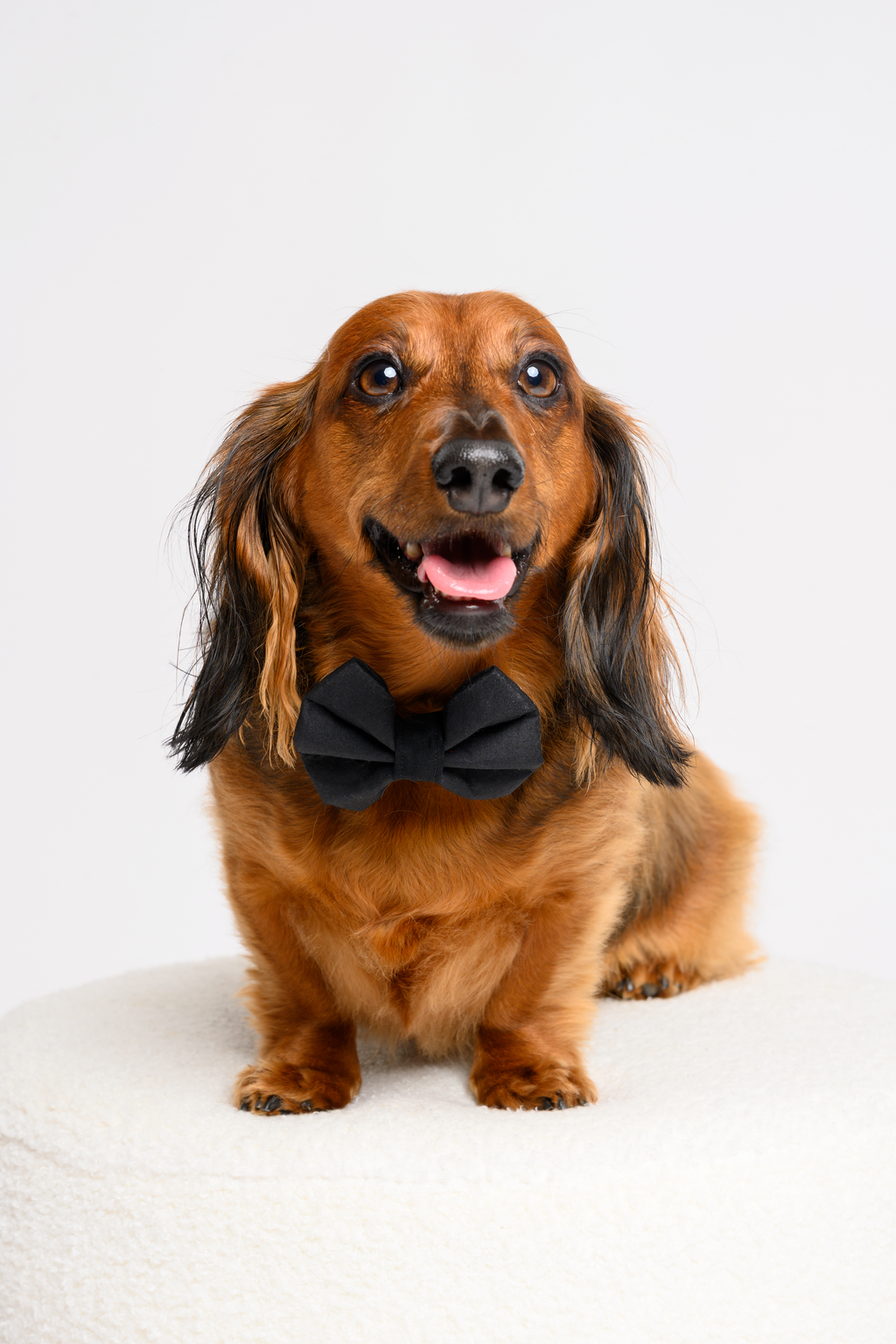 The Classic Black Bow