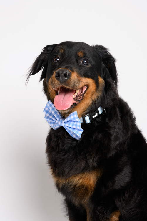 Blue Gingham collar