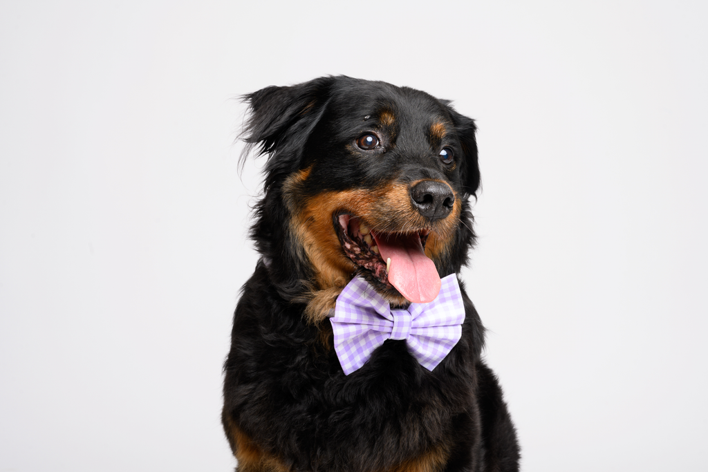 Bow in Purple Gingham
