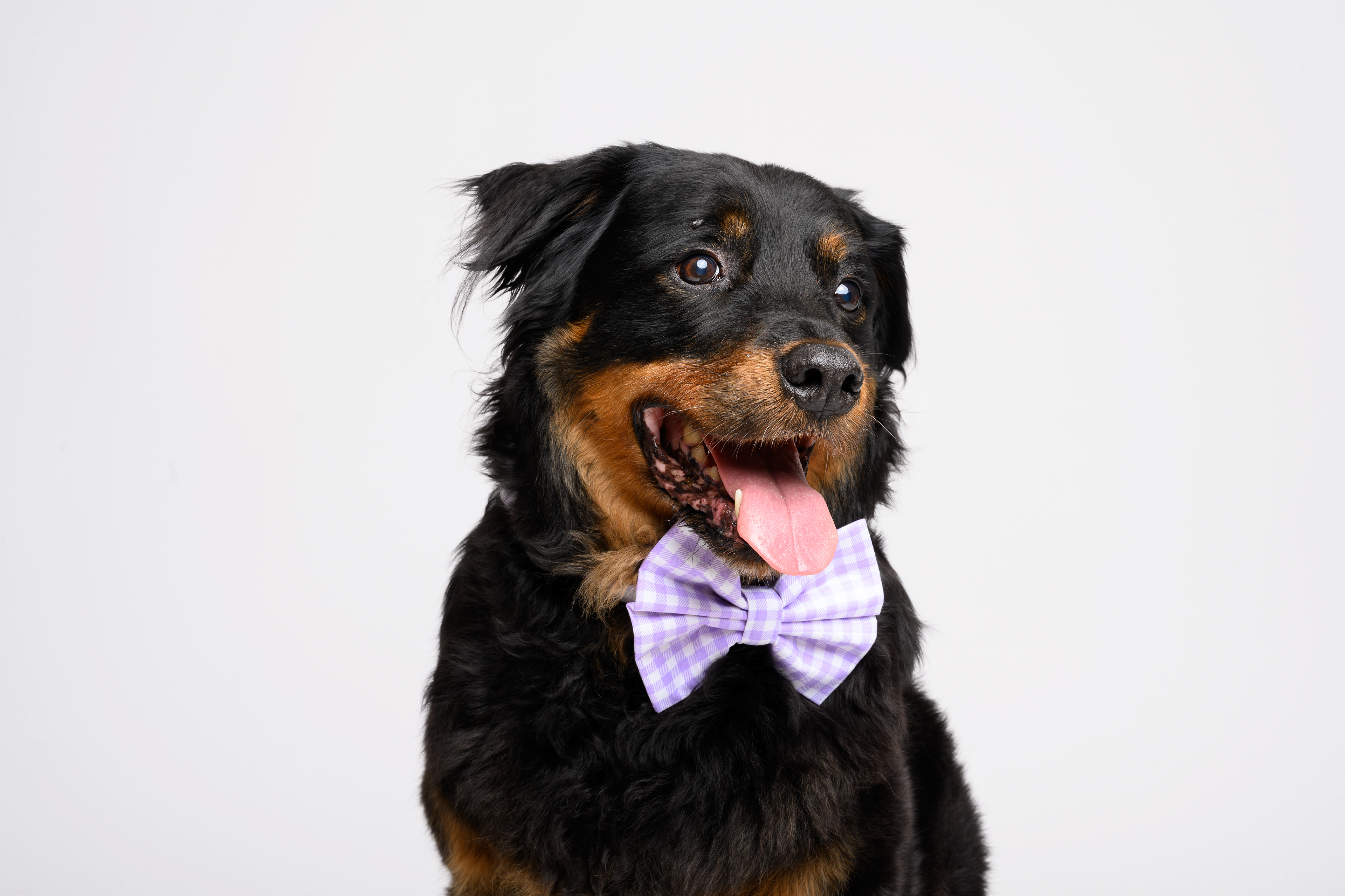 Bow in Purple Gingham