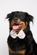 Bow in Beige Gingham