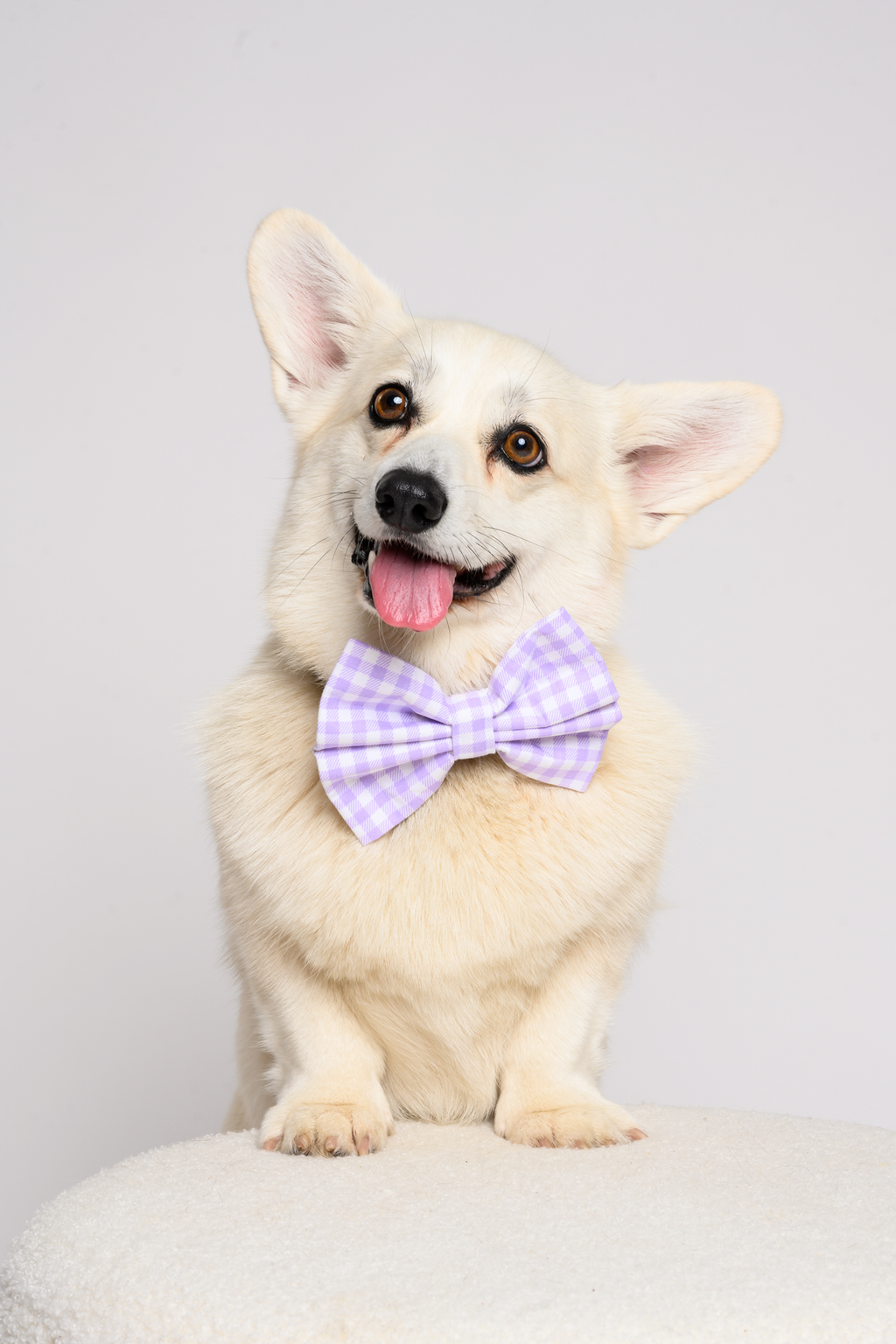 Bow in Purple Gingham