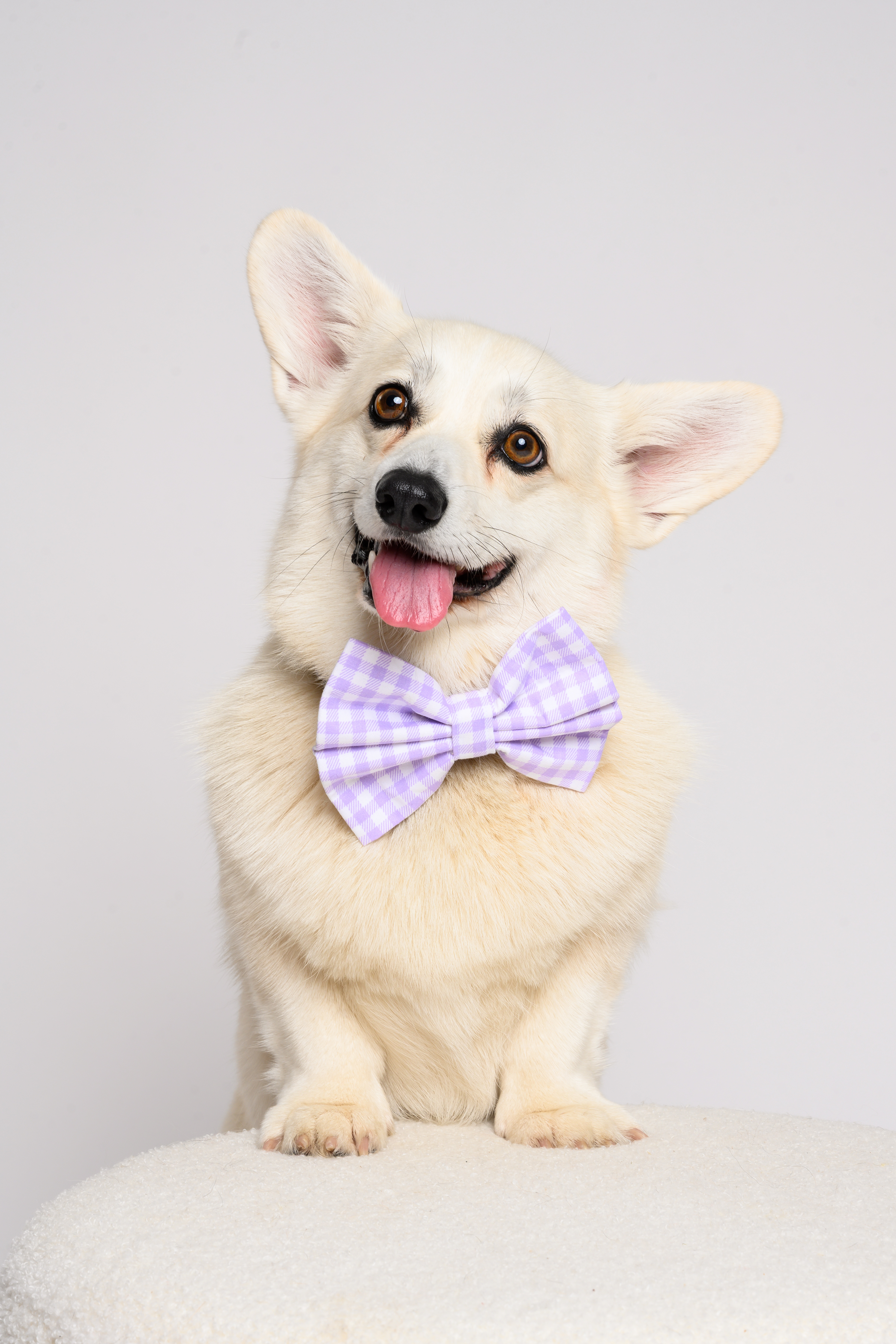 Bow in Purple Gingham