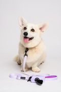 Purple Gingham collar