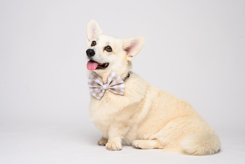 Bow in Beige Gingham