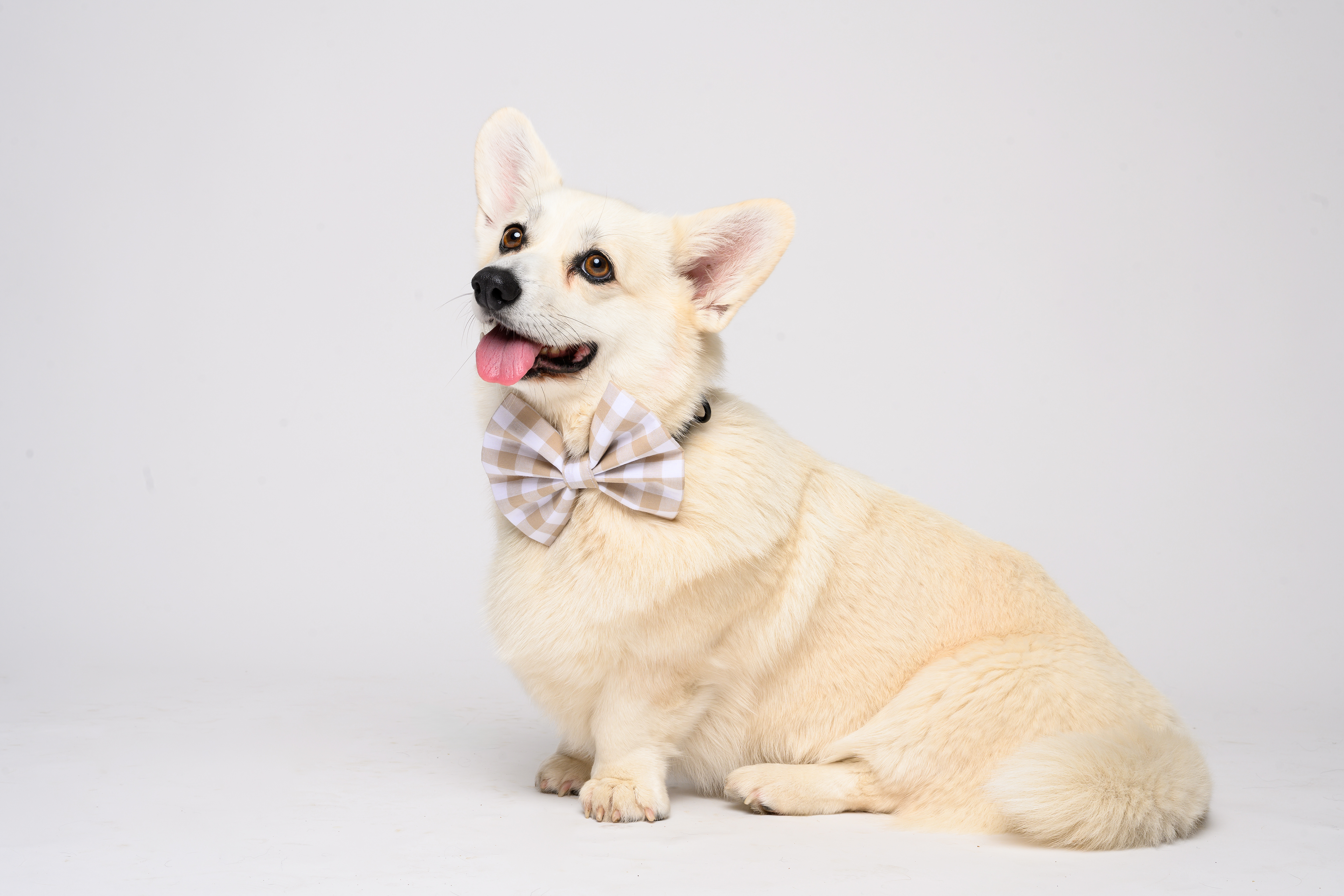 Bow in Beige Gingham