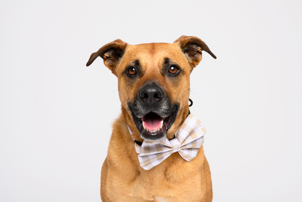 Bow in Beige Gingham