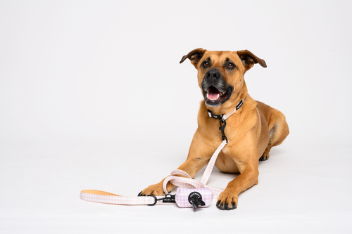 Beige Gingham Leash