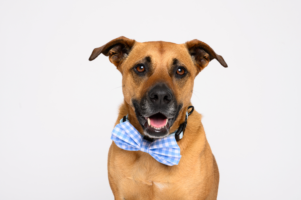 Bow in Blue Gingham