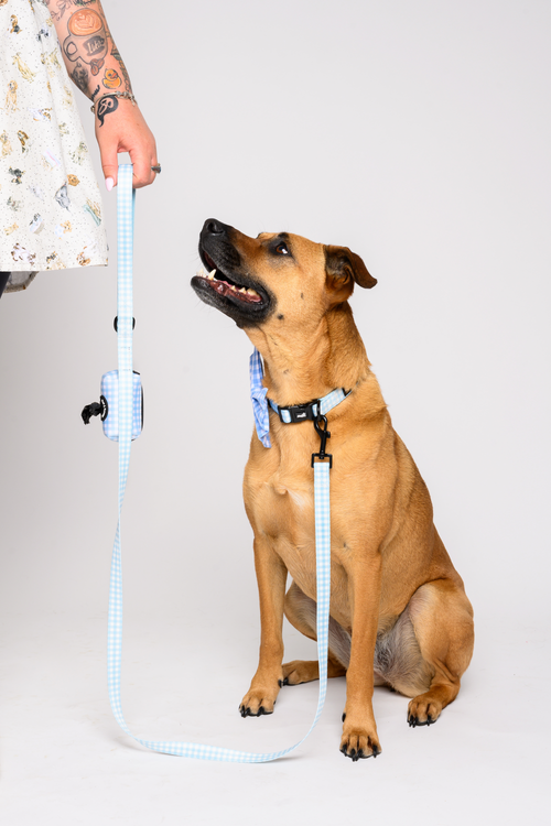 Blue Gingham Dog Walking Set