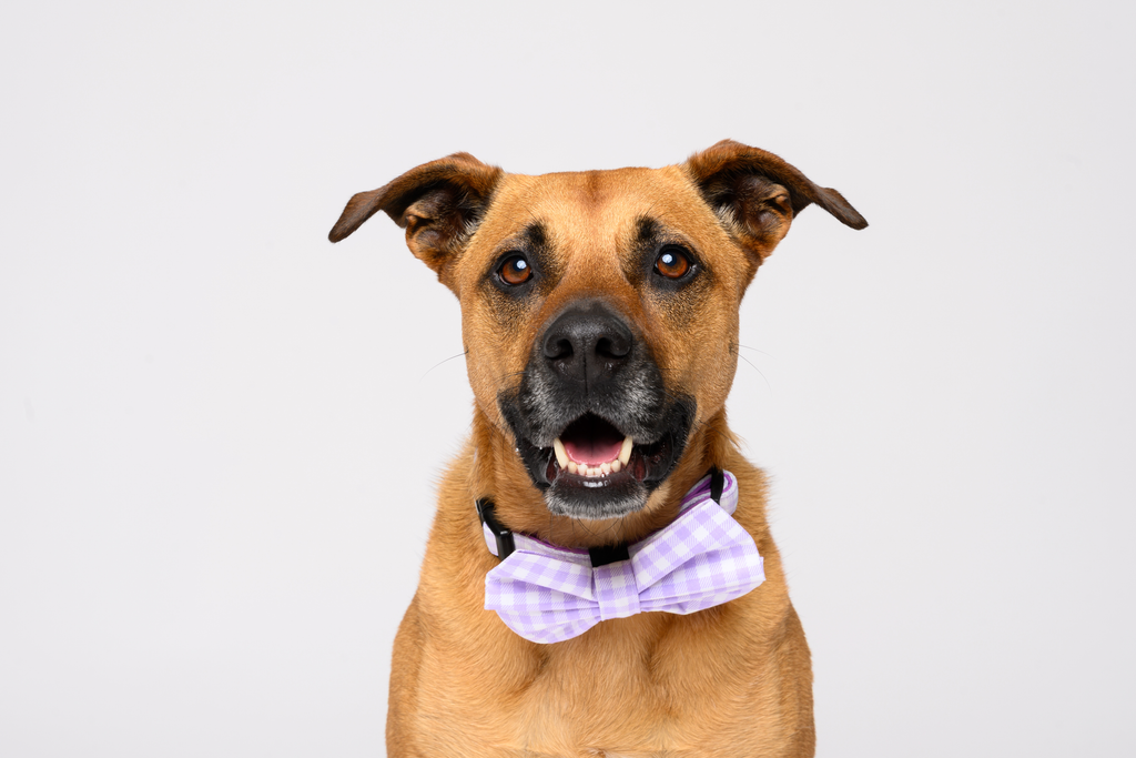Purple Gingham collar
