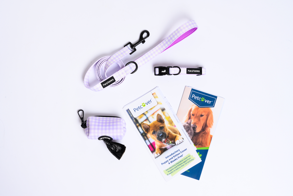 My New Puppy Set - Purple Gingham + 4 weeks free Pet Insurance with PetCover