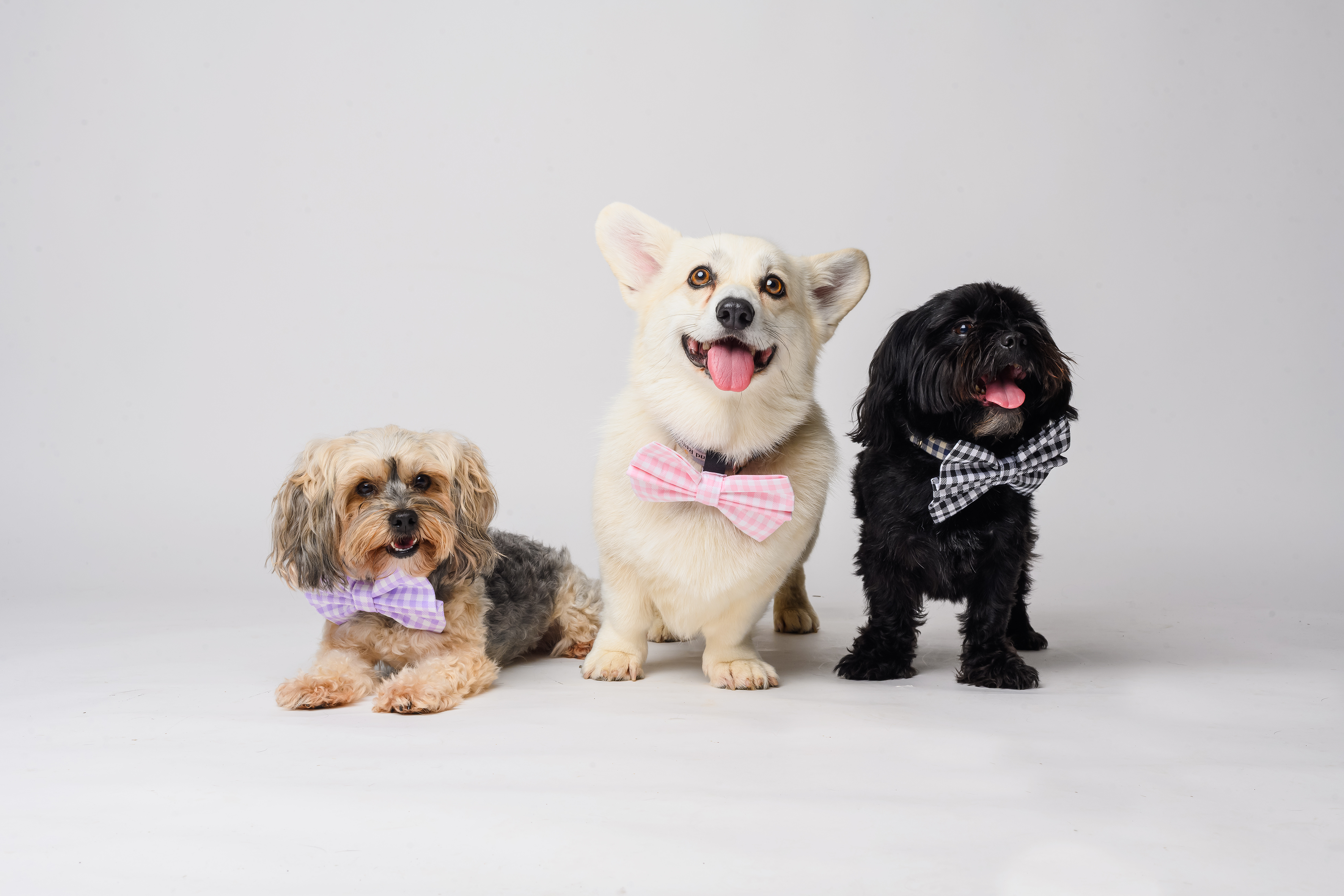 Three dogs wearing bow ties on a light gray background