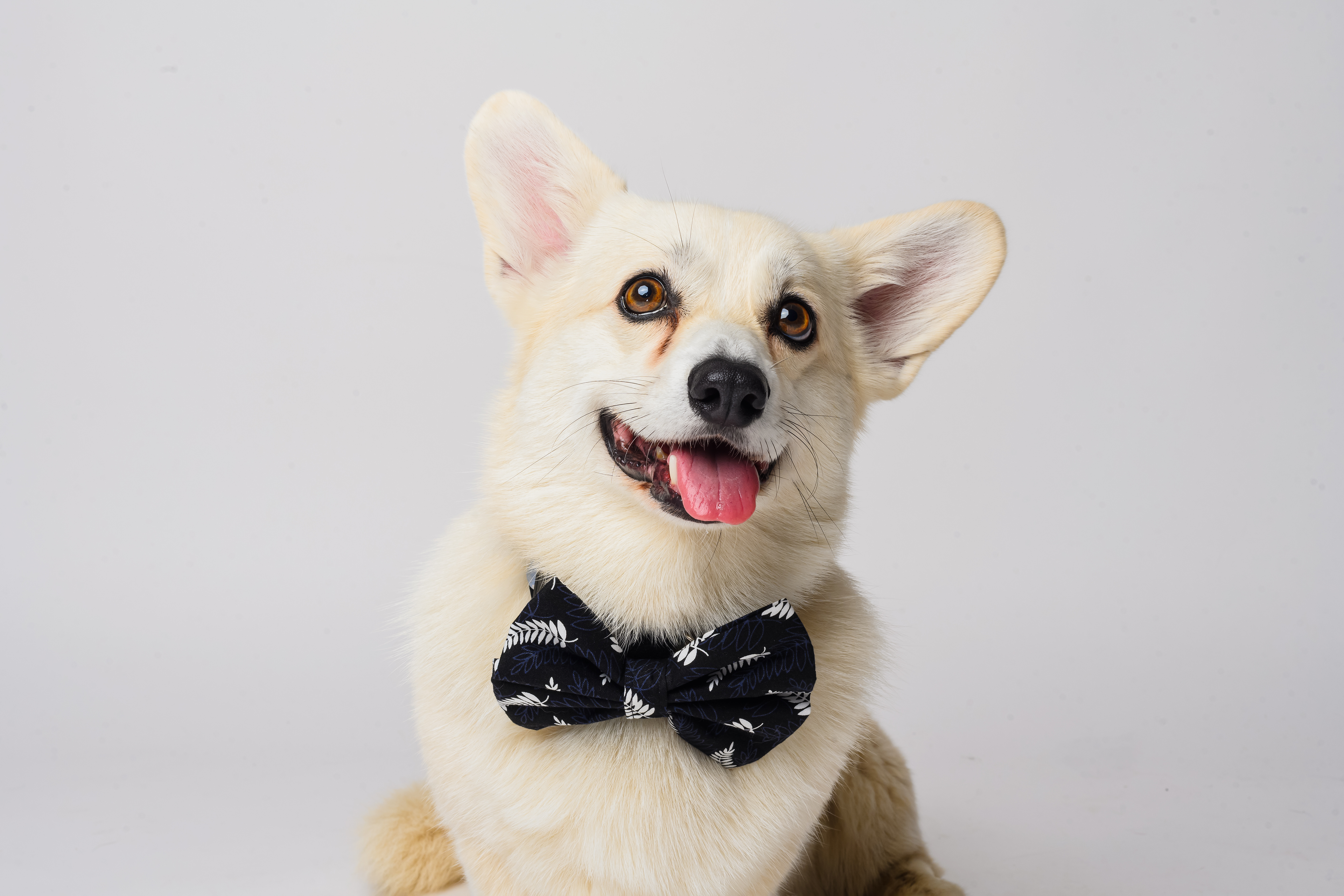 The Game Day Fern Bow