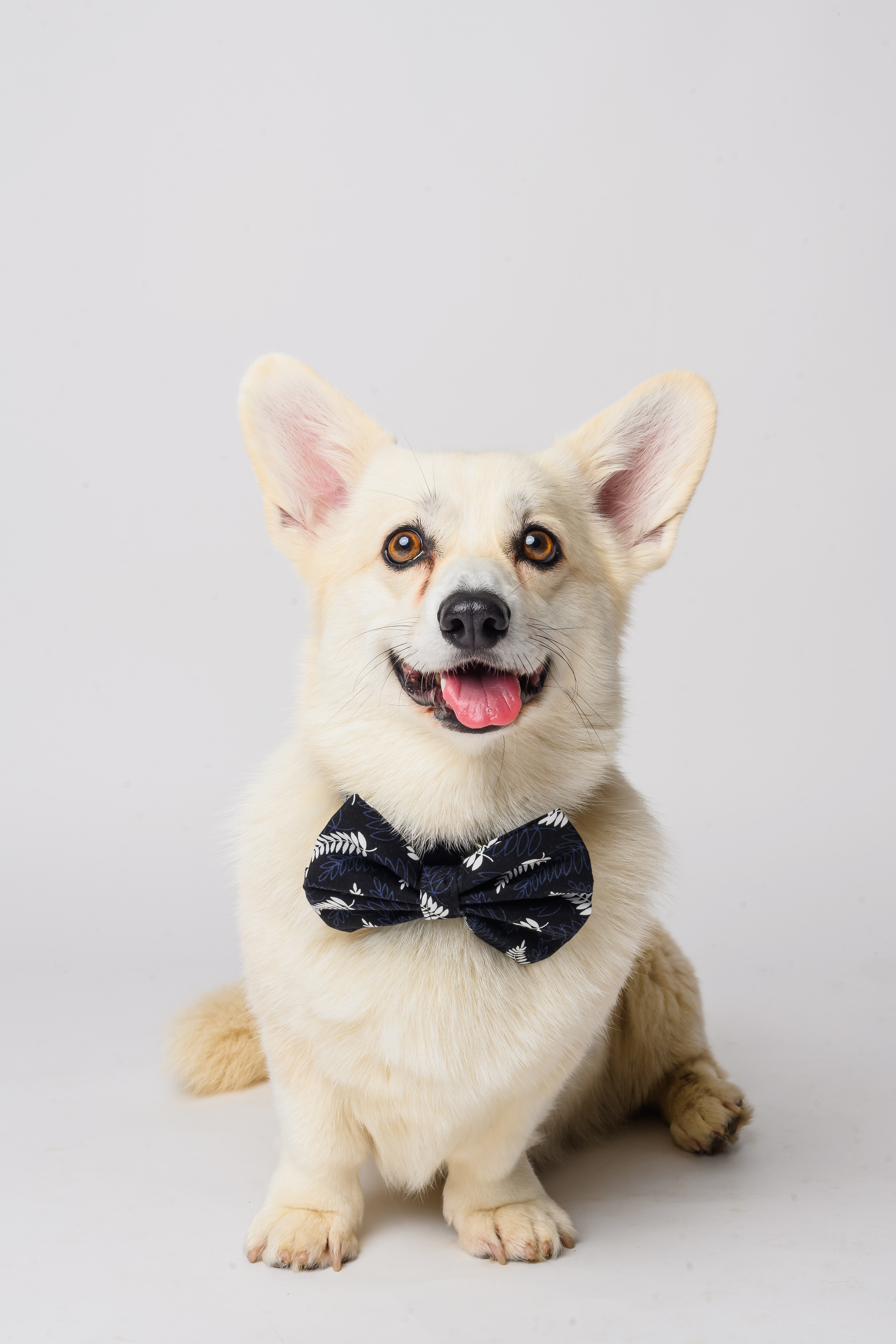 The Game Day Fern Bow